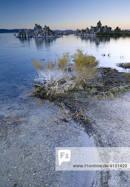 Bizarre Felsstrukturen aus Tuffstein  salzüberzogene Büsche und Pflanzen  alkalischer Salzsee  Mono See  Lee Vining  Kalifornien  USA  Nordamerika