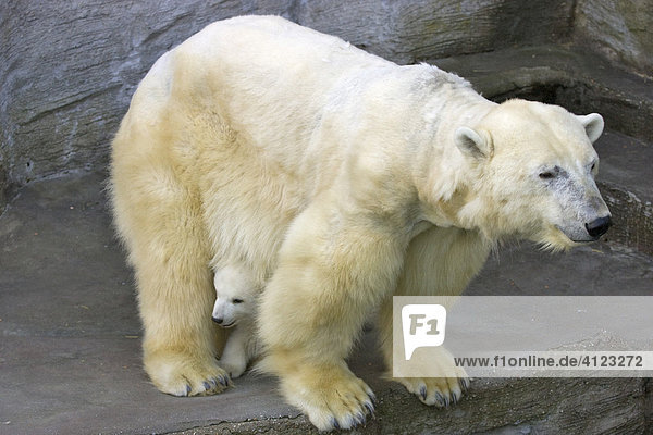 Eisbärenjunge versteckt sich bei Mutter (ursus maritimus) Zwillingsgeburt Dezember 2007  Zoo Schönbrunn  Wien  Österreich