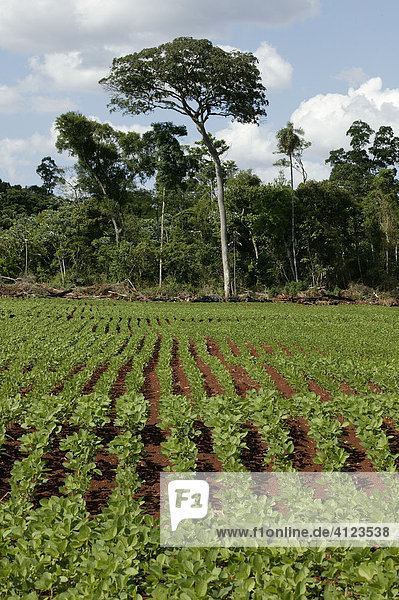 Sojafelder mit Sekundärwald  genmanipulierte Pflanzen  Paraguay  Südamerika