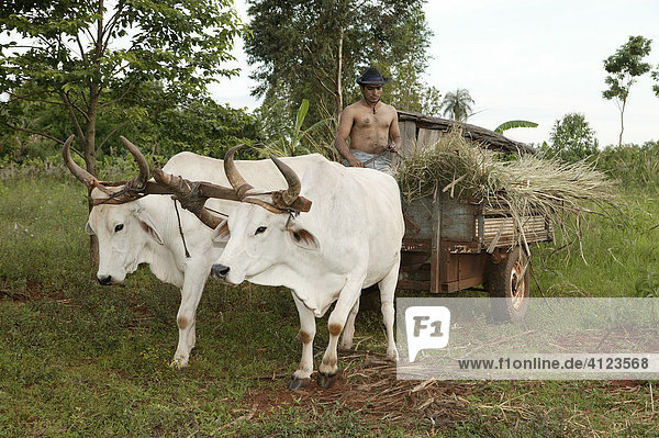 Farmhand with ox cart  transporting sugar cane  Paraguay South America