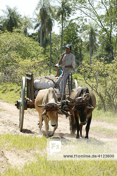 Guarani on ox cart Caacupe Paraguay South America