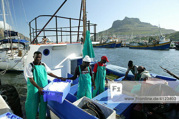 Fishermen in Hout Bay on high sea trawler  loading chilled fish  Cape Town  South Africa