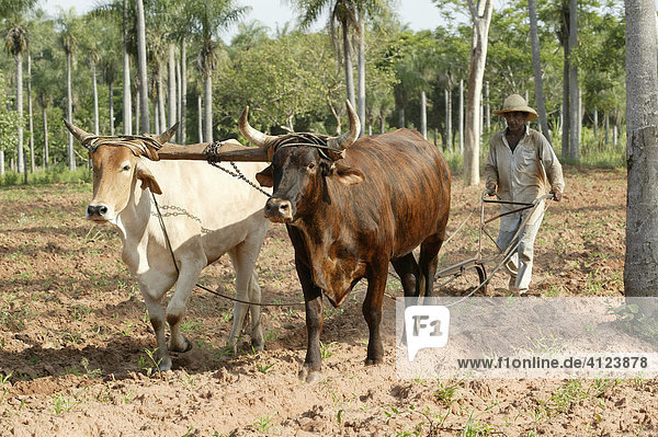 Field worker plowing a field with an oxen plow  Paraguay  South America