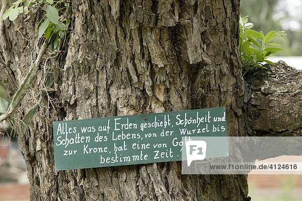 Tafel mit Sprüchen an einem Baum in Filadelfia, Stadt der Mennoniten