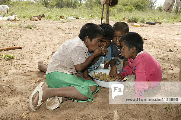 Children eating fresh  hackled sugar cane  Nivaclé native American  Jothoisha  Chaco  Paraguay  South America