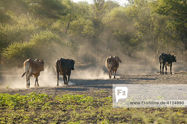 Rinderherde in der Nähe des Ngami Sees  Botswana  Afrika