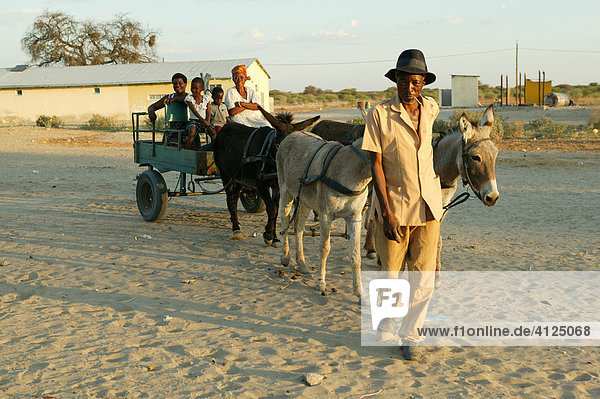 On the donkey cart  Sehitwa  Botswana  Africa