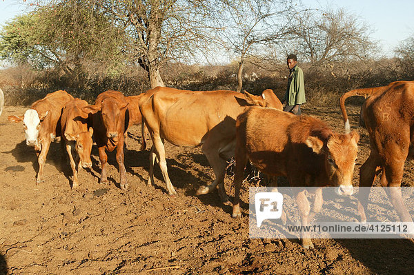 Cow herd in the kraal  Cattlepost Bothatogo  Botswana  Africa