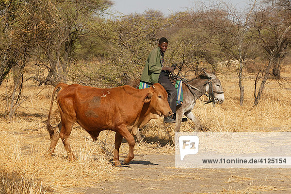 Reiter mit Rind  Cattlepost Bothatoga  Botswana  Afrika