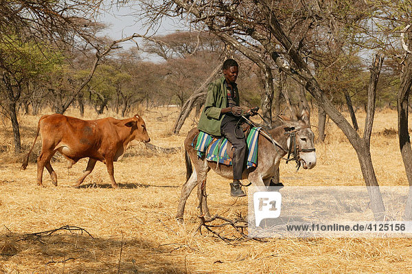 Reiter mit Rind  Cattlepost Bothatoga  Botswana  Afrika