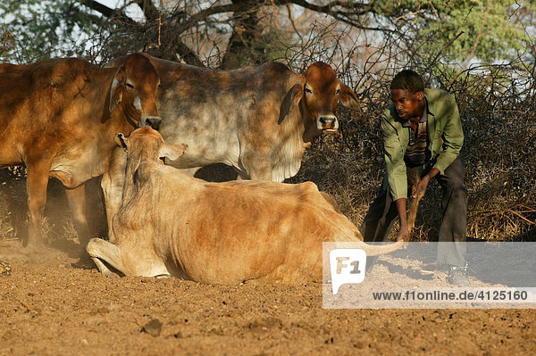 Sick cow is being treated  Cattlepost Bothatoga  Botswana  Africa