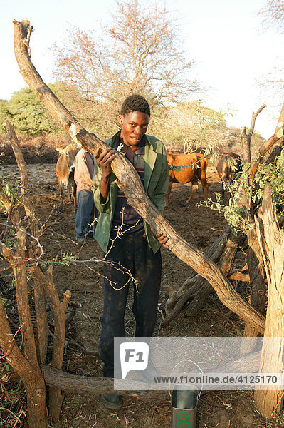 Man closing cattle kraal  Cattlepost Bothatoga  Botswana  Africa