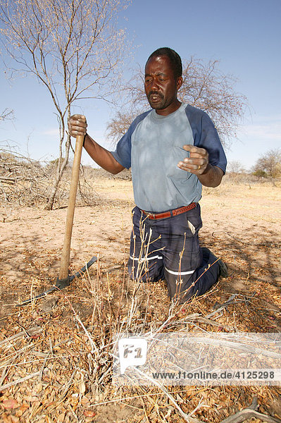 Traditional healer digging for various medicinal herbs  Sehitwa  Botswana  Africa