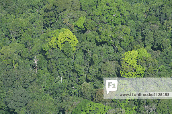 Regenwald Luftaufnahme Guyana Südamerika