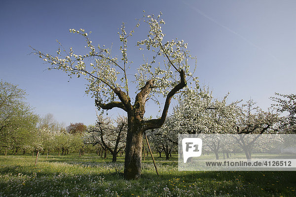 Beschnittene  blühende Apfelbäume (Malus domestica) auf einer Streuobstwiese  Oberbayern  Bayern  Deutschland  Europa
