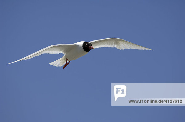 Flying gull  mediterranean gull  sea gull