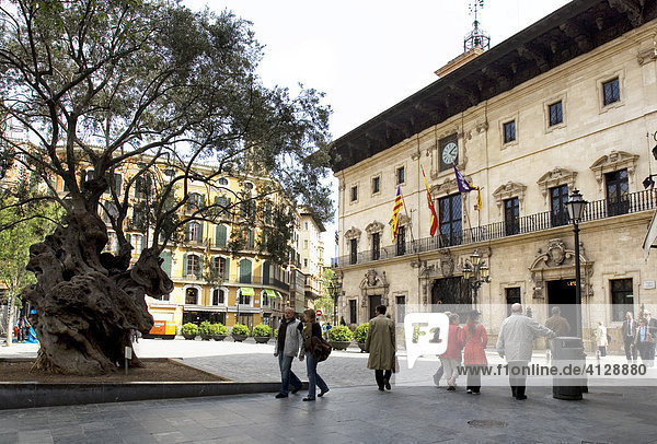 Uralter Olivenbaum in der Altstadt vor dem Rathaus  Palma de Mallorca  Balearen  Spanien  Europa