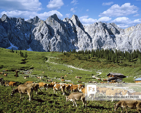 Ladizalm  Bockkarspitze und Nördliche Sonnenspitze  Vieh  Karwendel  Tirol  Österreich