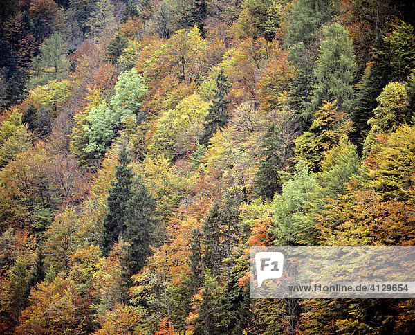 Bergwald im Herbst  Färbung  Mischwald