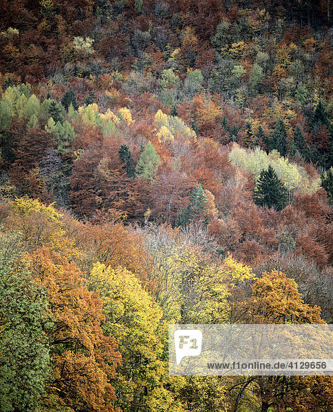 Mischwald im Herbst  Bergwald