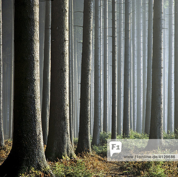 Fichten (Picea abies) Stämme  Haidforst  Chiemgau  Oberbayern  Bayern  Deutschland