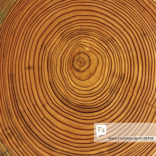 Larch (Larix) tree trunk cross-section: tree rings