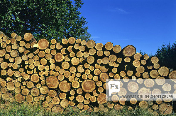 Stacked logs  lumber industry