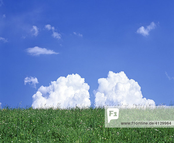 Spring meadow and cumulus clouds in a blue sky