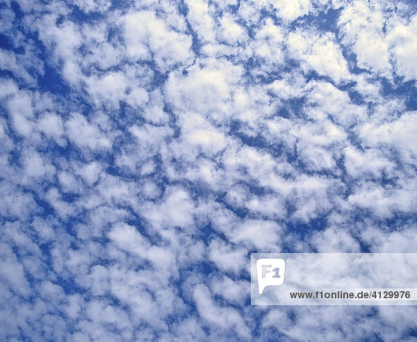 Altocumulus clouds in a blue sky