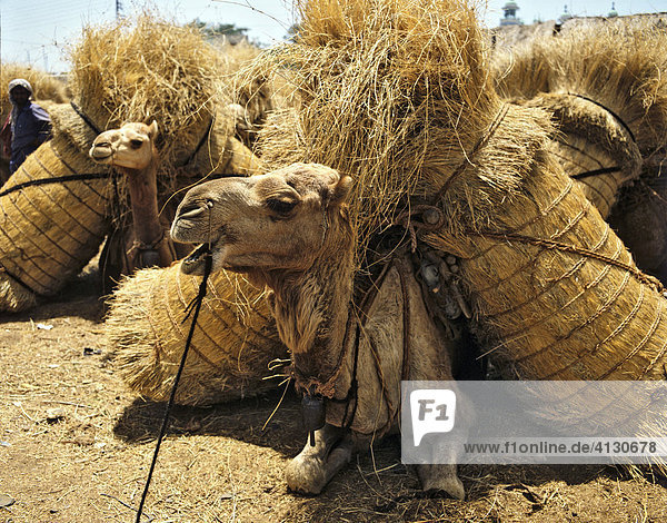 Dromedary Camels (Camelus dromedarius) loaded with hay  Karachi  Pakistan