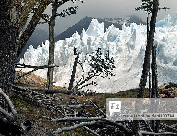 Perito Moreno Glacier  Campo de Hielo Sur  Andes  Patagonia  Argentina  South America