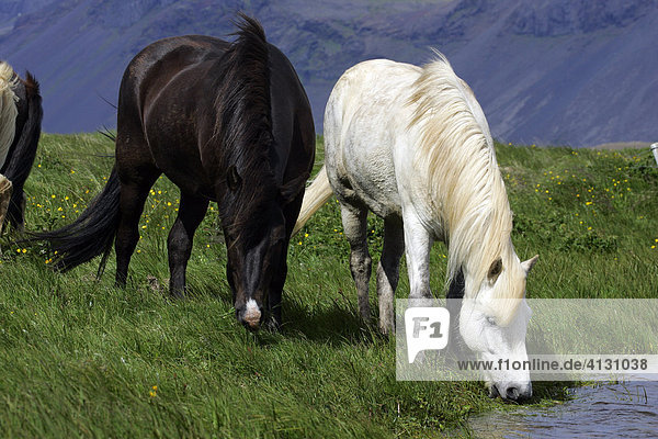 Schwarzes und weisses Island-Pferd auf der Insel Island (Equus przewalskii f. caballus)
