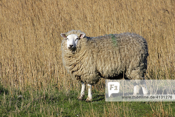Schaf auf Wiese mit Schilf im Naturschutzgebiet Hauke-Haien-Koog - Hausschaf - (Ovis ammon f. aries) - Hauke-Haien-Koog Nordfriesland Schleswig-Holstein Deutschland Europa