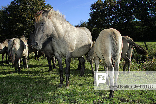 Konikpferde - Koniks - Konik - Stute mit Fohlen (Equus przewalskii f. caballus)
