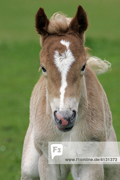 Haflinger - Fohlen - Haflinger-Fohlen - Haflingerpferd (Equus przewalskii f. caballus)