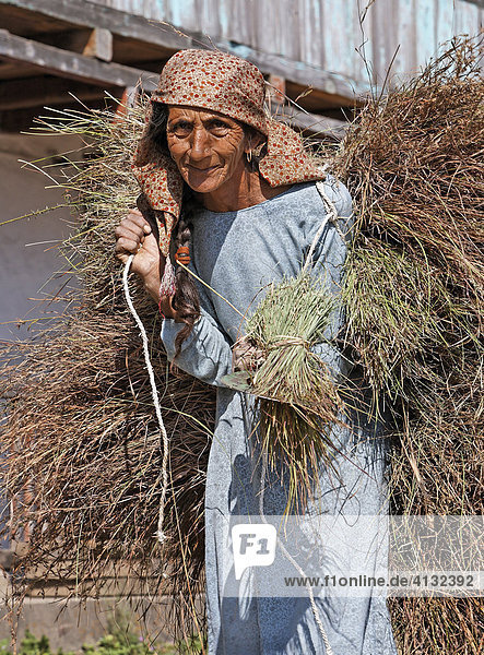 Eine alte Frau bringt Gras für ihre Tiere nach Hause Matiyama  Himachal Pradesh  Indien