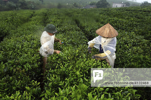 Tea pickers on a state-owned tea plantation  Tieu Khu 69  Son La Province  Vietnam  Asia