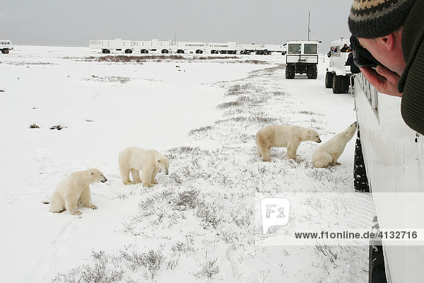 Tundra Buggy Lodge  Tundra Buggies and Polar Bears (Ursus maritimus) Churchill  Manitoba  Canada
