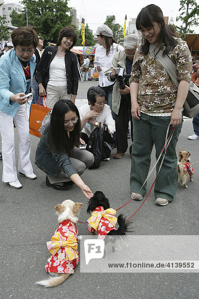 Small dogs on leash in Tokyo  Japan  Asia