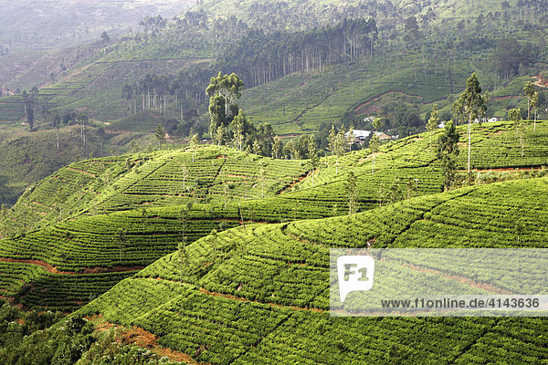 LKA Sri Lanka: Nuwara Eliya Hochland Teeanbaugebiet. Sri Lanka gehoert zu den 23 groessten Tee-Exporteuren der Welt.