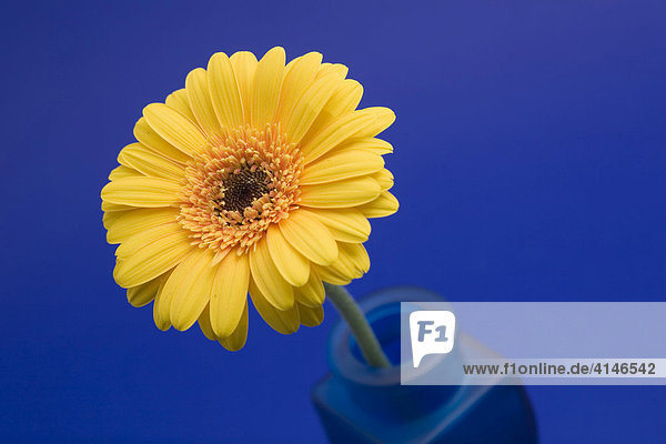 Gelbe Gerbera in Blumenvase