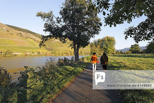 Late afternoon walk at the Mosel near Longuich  Trier  Rhineland-Palatinate  Germany