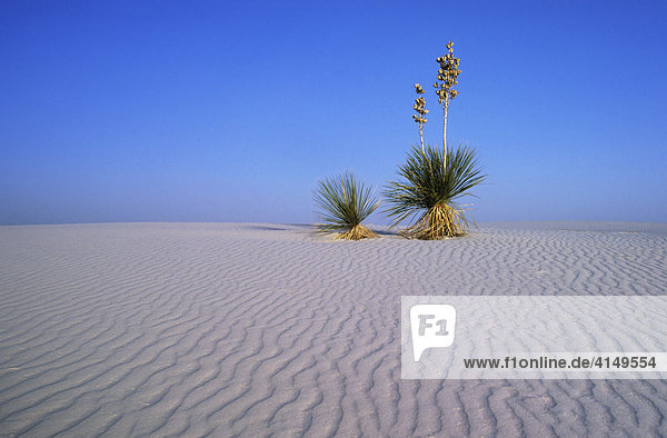 Yucca Palmlilie (Yucca filamentosa)  White Sands National Monument  Alamogordo  New Mexico  USA