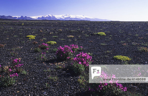 Arktisches Weidenröschen (Epilobium latifolium)  Island