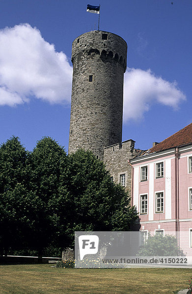 Burg mit Turm Langer Hermann  Tallinn  Estland