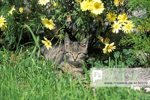 Getigerte Katze liegt unter Blumen
