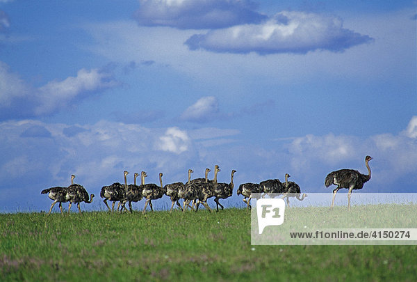 Strauß mit Kindergarten (Struthio camelus) with kindergarden - Masai Mara - Kenya