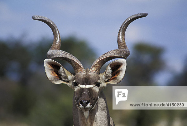 Kudu Bulle ( Tragelaphus strepsiceros ) Portrait - Etosha Nationalpark - Namibia