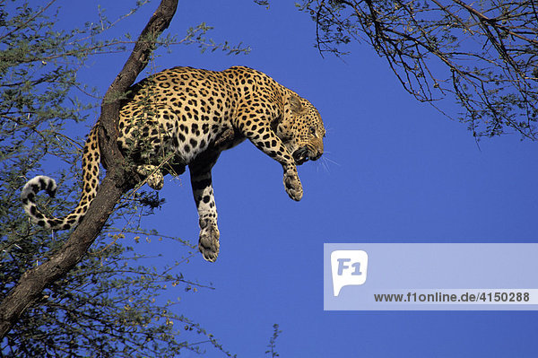 Fauchender Leopard im Baum
