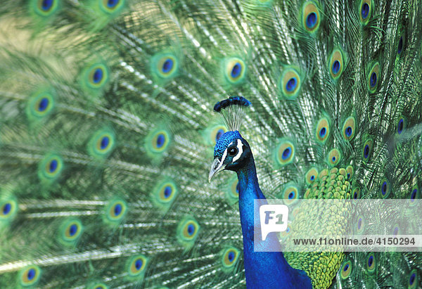 Pfau ( Pavo cristatus )